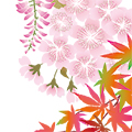 竹尾バナーカレンダー2019　「四季の花」　株式会社デザインフィル　デザイナー　浅岡美香