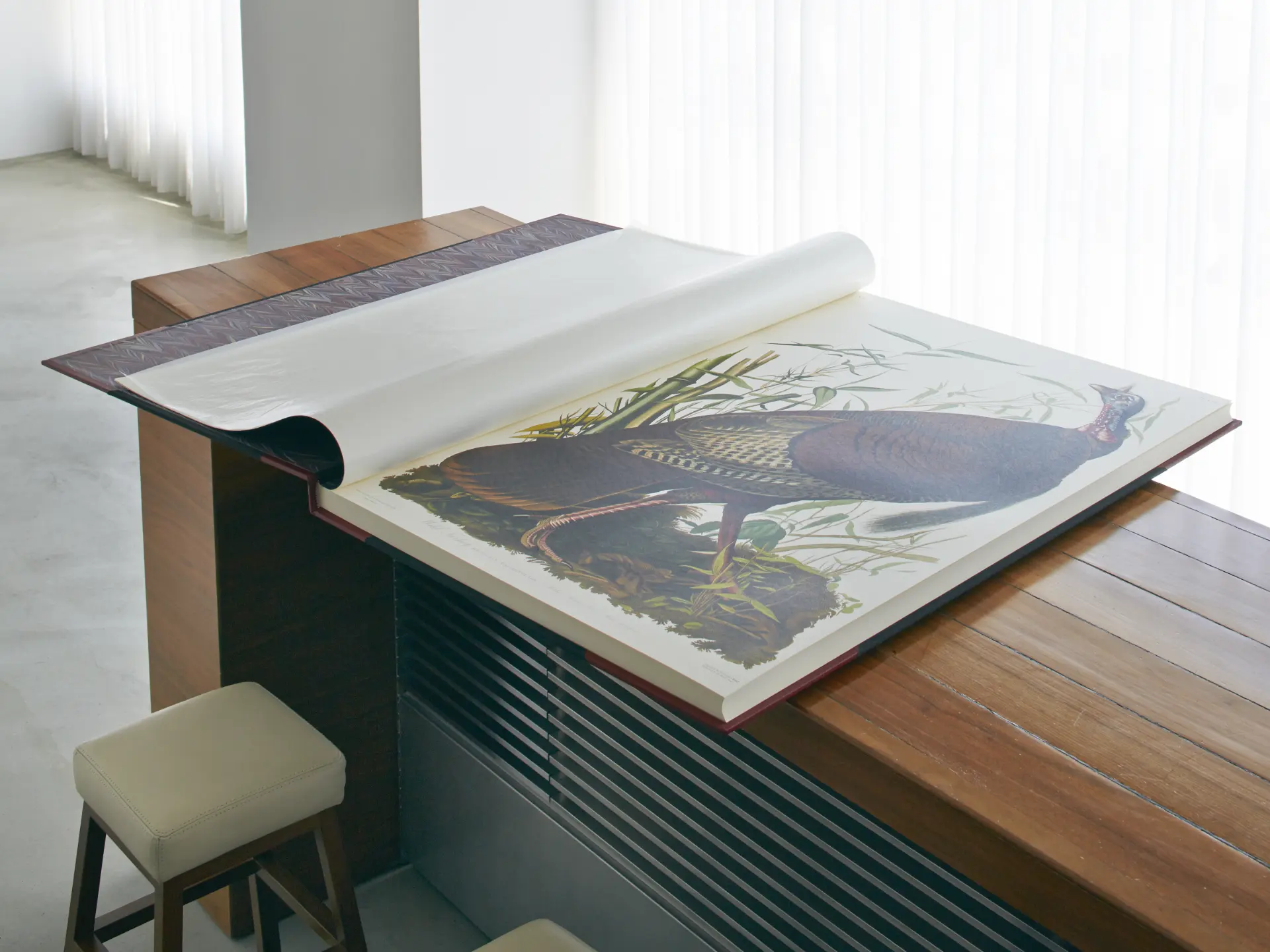 現代に蘇った<br>19世紀末の博物図譜
