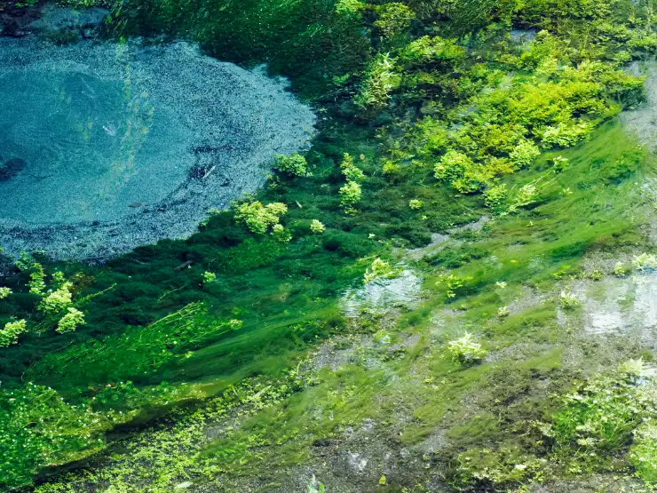 静岡県三島<br>柿田川湧水（群）