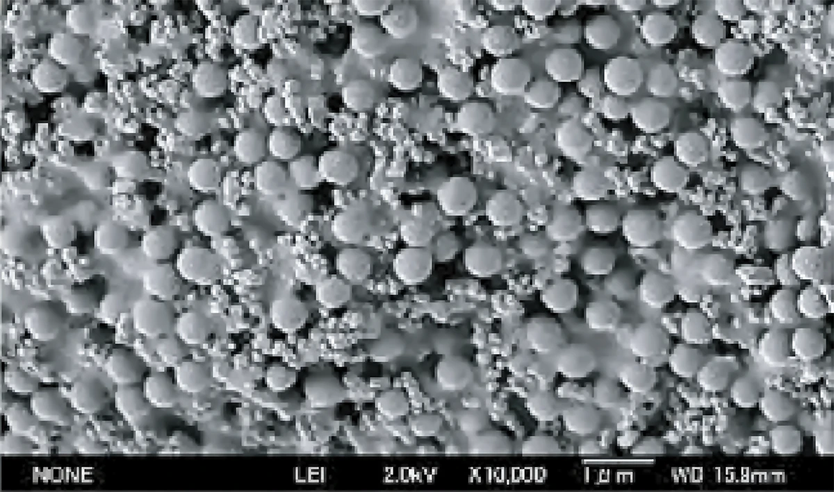 ヴァンヌーボLT-FSの電子顕微鏡写真